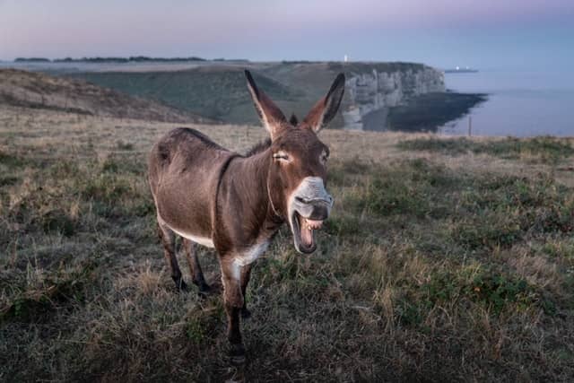 Photo by Ansgar Scheffold